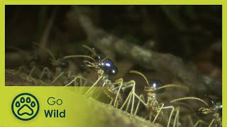 Termites - The Inner Sanctum - The Secrets of Nature
