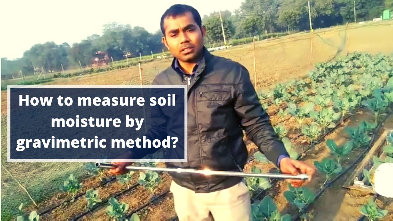 How to measure soil moisture  by gravimetric method?