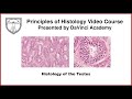 Histology of the Testes [Male Reproductive Histology Part 1 of 4]