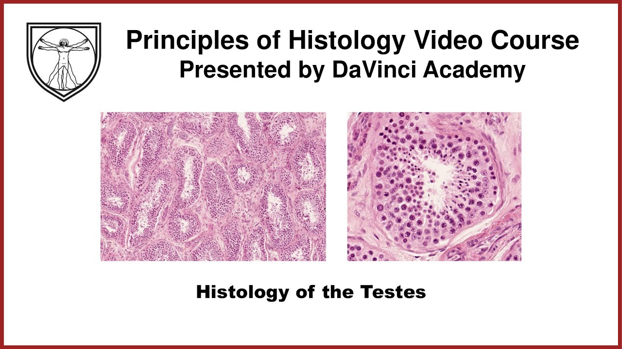 Histology of the Testes [Male Reproductive Histology Part 1 of 4]