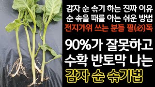 90%가 잘못하고 수확 반토막 나는 감자 순 솎기법 - 감자 순솎기하는 진짜 이유. 손솎을때를 아는 쉬운 방…