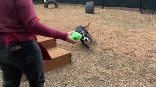 Video of Bruno