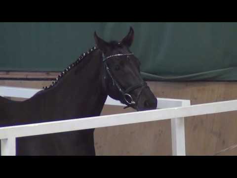 Sandokan LGST - Wind Dancer DSP mare * 2015 for sale