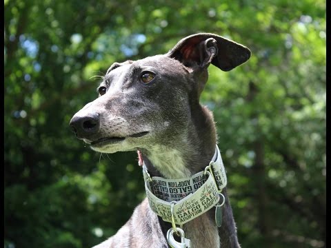 Unbreaking the Galgo - Helping the Castoff Dogs of Spain