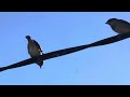 Little Bird