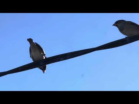 Thumbnail for Little Bird video