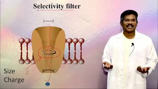 Ion channels: Basics