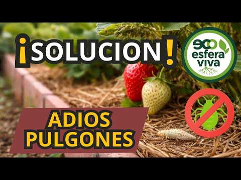 Organic Aphid Control: Keep Pests Away Naturally