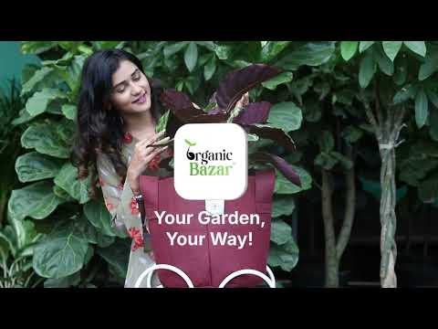 Organic Bazar | Home Gardening