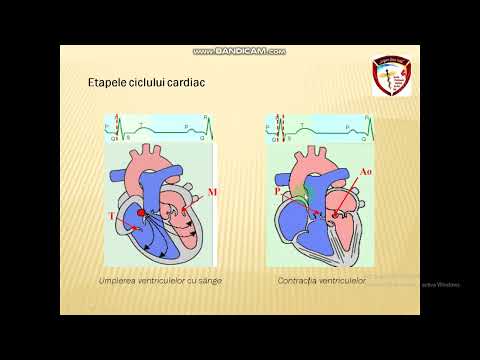Sistemul cardiovascular 1
