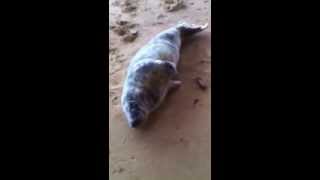 preview picture of video 'Tempête Ulla - un phoque fatigué sur la plage de La Baule-Escoublac'