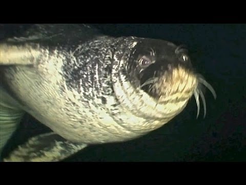 Atlantik-Mönchsrobbe (Atlantic Monk Seal), In der Höhle der Mönchsrobbe, Madeira/Funchal,Portugal