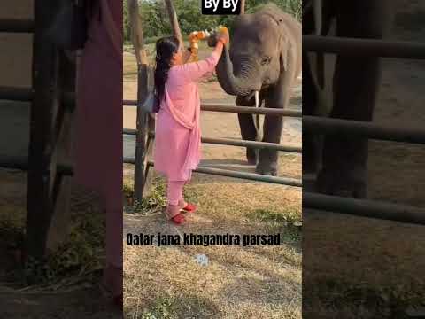 Qatar jana khagandra parsad🐘 #shortsvideo #qatar #king #elephant #nepalinews #shortsviral #knolpower