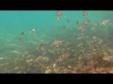 Diplodus annularis