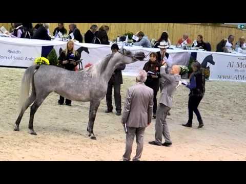 30. All Nations Cup Aachen, Pilarosa