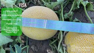 Branded Galia Melons