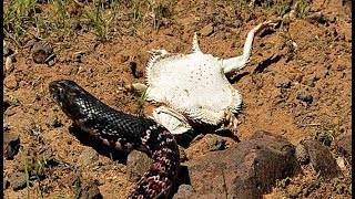 Et toi tu ne dis rien !!!