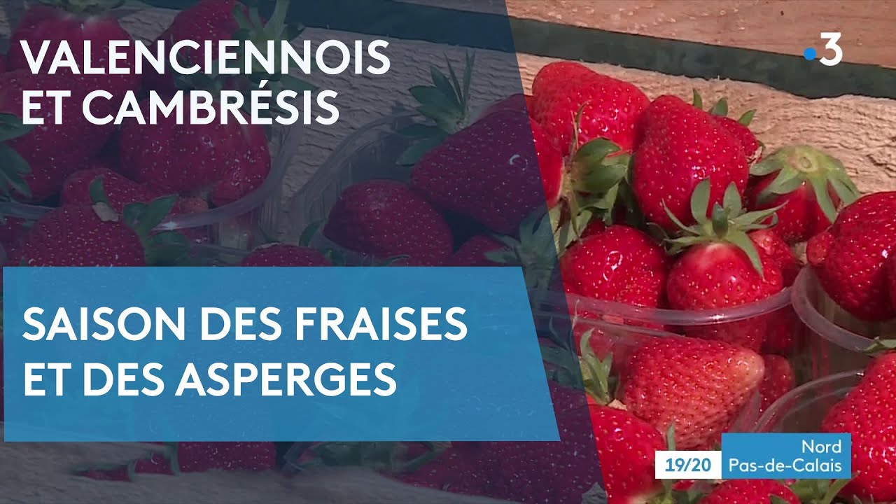 Météo avantageuse pour les fraises et les asperges : reportage dans le Valenciennois et le Cambrésis