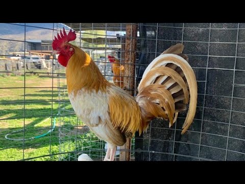 PUMPKIN FARM - Springville, California