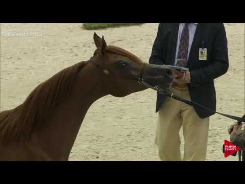 N 219 MELIH AL ZOBAIR   Sharjah International 2019