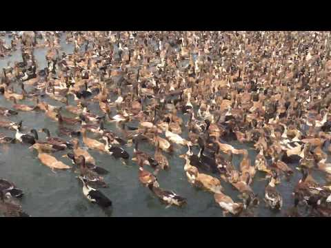 Kerula Indian duck swarm