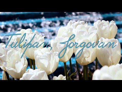 Ćiro Crni Šest - Tulipan, jorgovan (Official lyric video)
