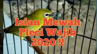 Download lagu Masteran Pleci Tembakan Masa kini || Terapi Pleci || Cara Pleci bukpar  | doping mp3