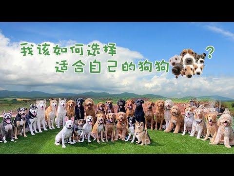 如何选择对的狗