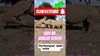 Download lagu SAPi ini sangat bod0h nekat melawan badak bercula #badak #sapi #hewan #short mp3