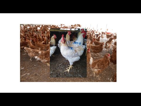 , title : 'Quelle sont les risques dans l'élevage des poules?'