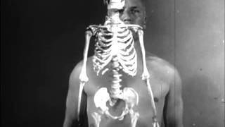 Human skeleton, structure and joints. Part one. (1951)