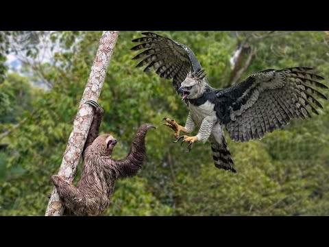 Harpy Eagle vs Sloth: The Eagle Expected Prey… But the Sloth Surprised It | Inside the Wild