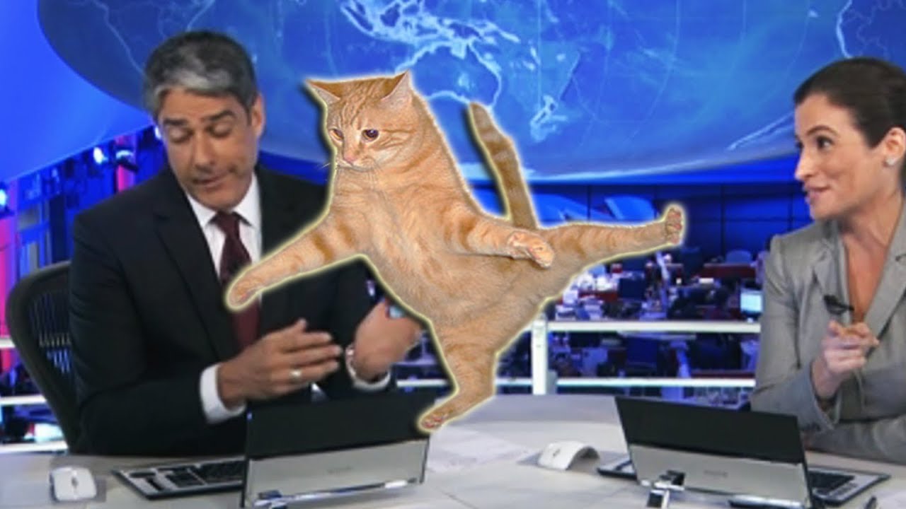 Cães e gatos invadem noticiários - vídeos engraçados