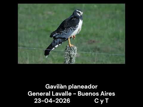 Gavilàn planeador.  #avesdeargentina #birds  #shorts