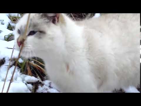 I found a new colony of cats with kittens 34