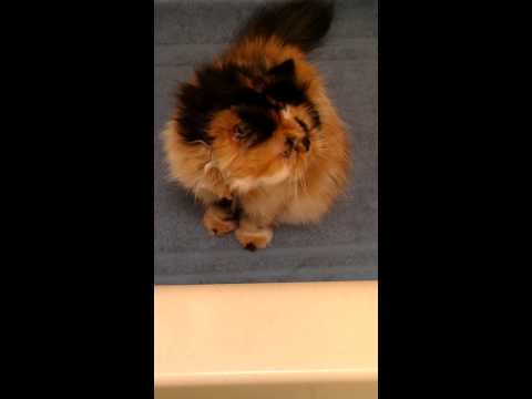 Zeena Says Please Pet Me Now!