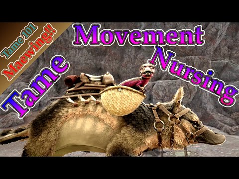 Taming 101 How to Tame a Maewing, Movement and Nursing guide too!!| Ark Survival Evolved
