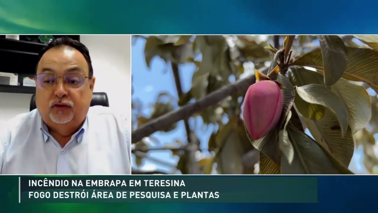 Incêndio na Embrapa Meio-Norte destrói área com plantas nativas estudadas há 30 anos