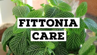 How to care for Fittonia | Nerve plant care