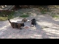 Hungry Cats Meowing Very Loudly On The Street