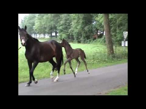 Filly by Franklin x Belissimo x Ferro x Donnerhall *2017