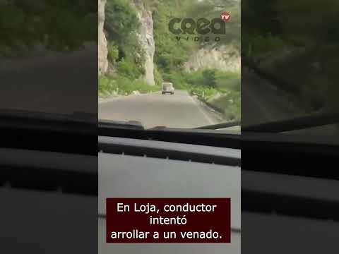 CONDUCTOR INTENTÓ ARROLLAR A UN VENADO EN PLENA VÍA