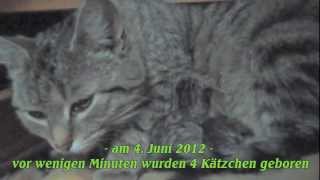 preview picture of video 'Nachwuchs auf Schloss Weitersroda @ Paradiesvogelfest'