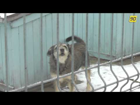 Schronisko w Rybniku. Psiaki czekają na nowy kochający dom!