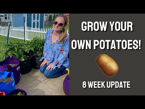 , title : 'Growing Potatoes in Containers - 8 Week Update! 🥔'