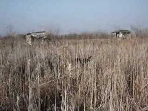 Lens,rad u polju na divljaci