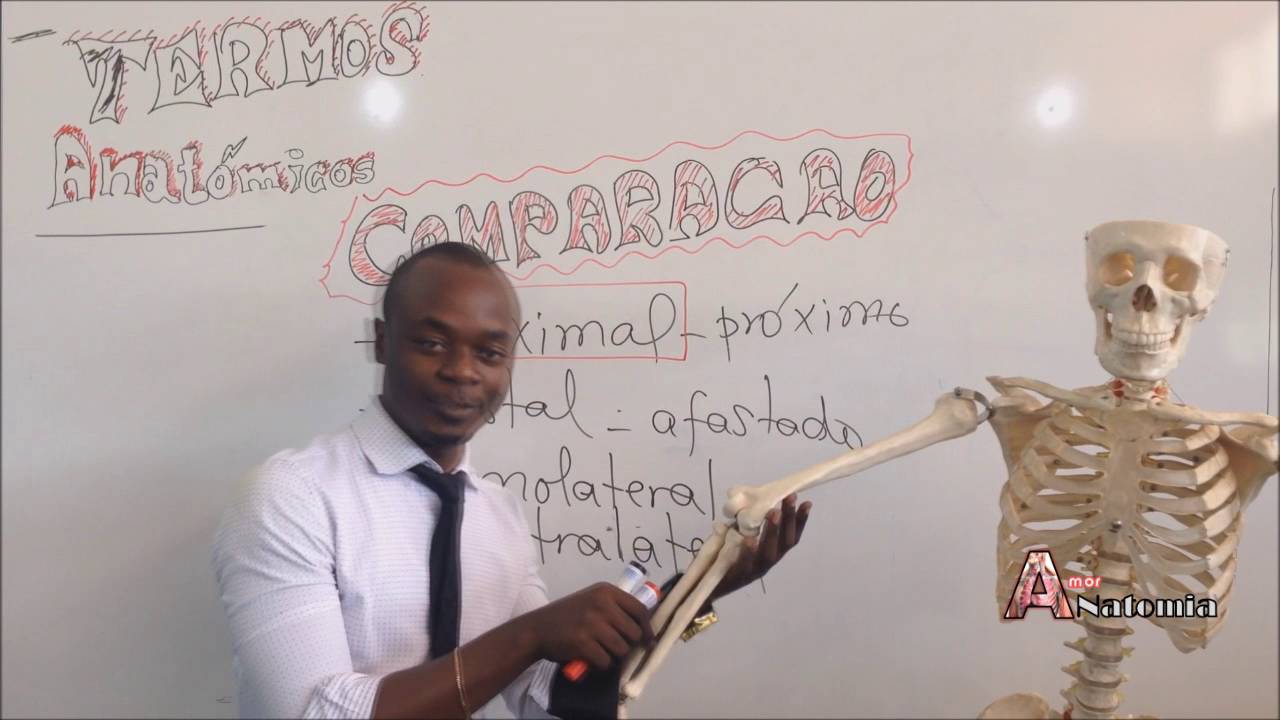 Termos anatómicos, Comparação