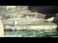 Coldilocks And A Seagull
