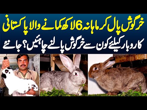 Rabbits Paal Ke Monthly 6 Lakh Kamane Wala Pakistani - Business Ke Liye Konse Rabbits Palne Chahiye?