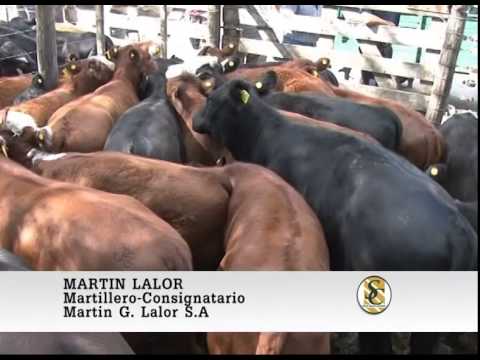 Martín G. Lalor - Tandil - Nota Martin Lalor - 05/02/2015